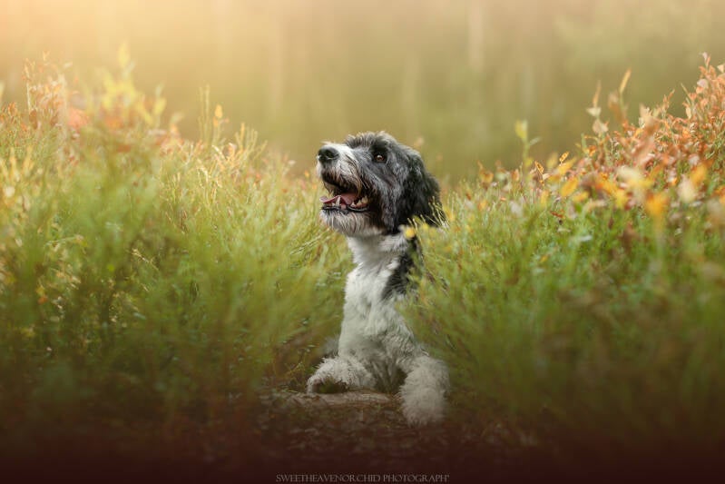 Animaux de compagnie Photographe animalière Valais chiens 