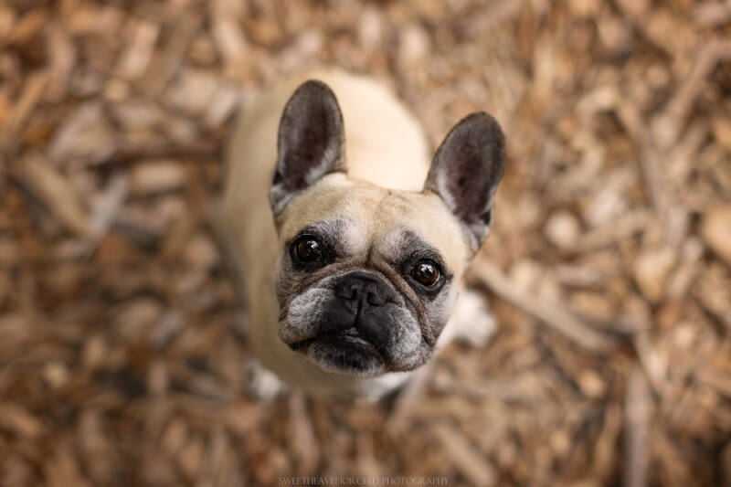 Animaux de compagnie Photographe animalière Valais chiens 