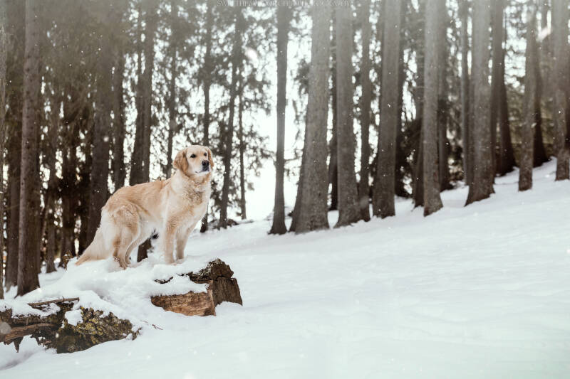 Animaux de compagnie Photographe animalière Valais chiens 