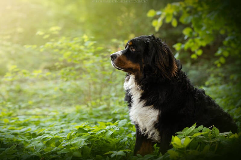 Animaux de compagnie Photographe animalière Valais chiens  bouveir bernois valais, suisse