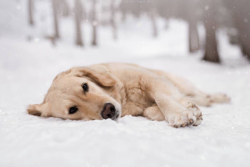 Animaux de compagnie Photographe animalière Valais chiens 