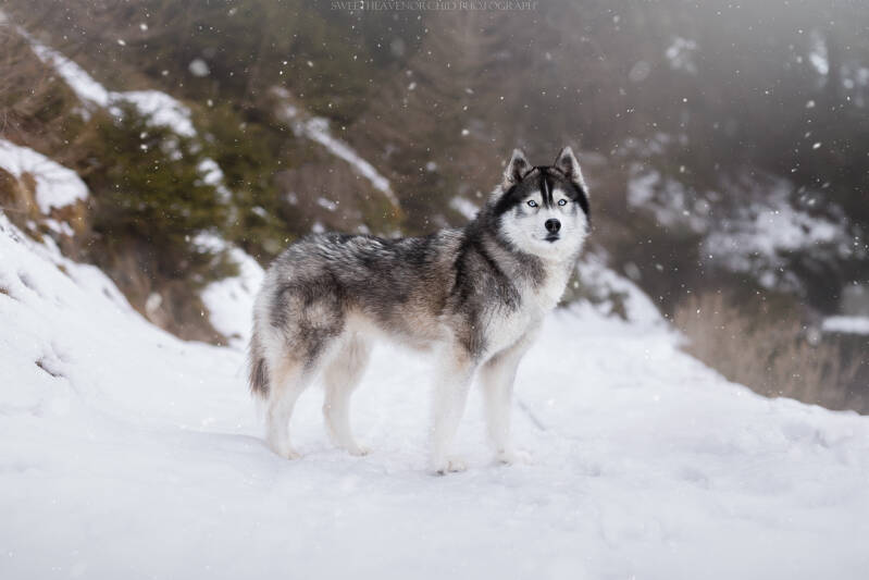 Animaux de compagnie Photographe animalière Valais chiens 