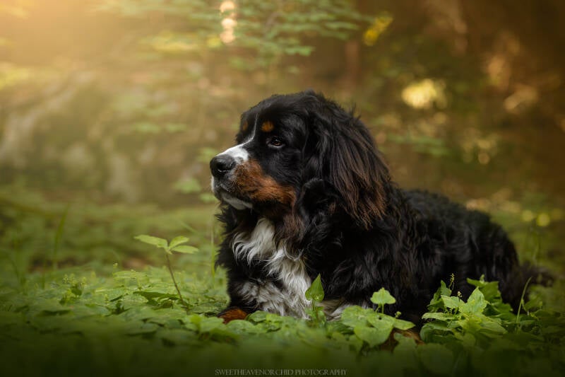 Animaux de compagnie Photographe animalière Valais chiens 