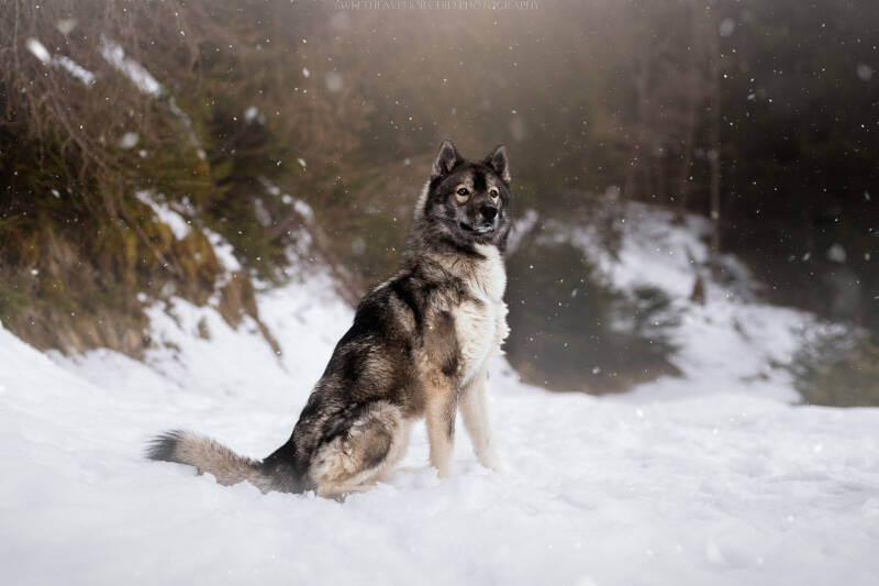 Animaux de compagnie Photographe animalière Valais chiens 