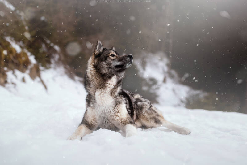 Animaux de compagnie Photographe animalière Valais chiens 