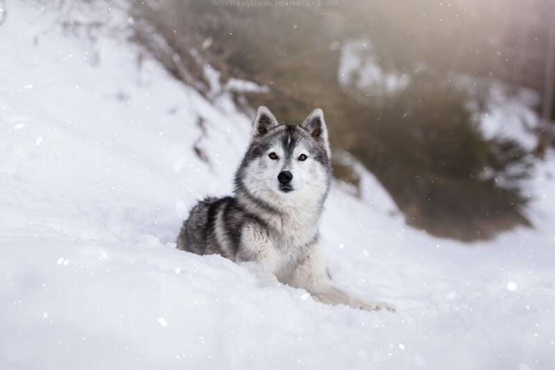 Animaux de compagnie Photographe animalière Valais chiens 
