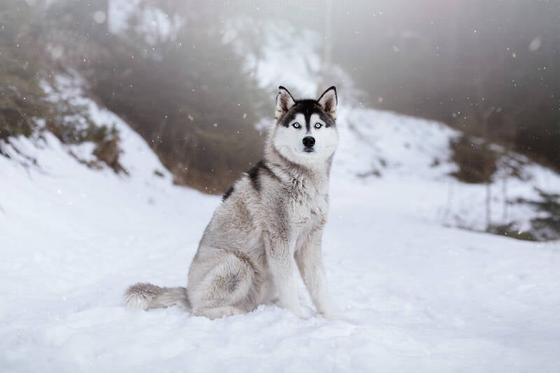Animaux de compagnie Photographe animalière Valais chiens 