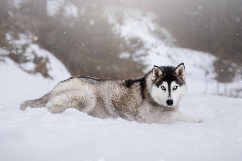Animaux de compagnie Photographe animalière Valais chiens 