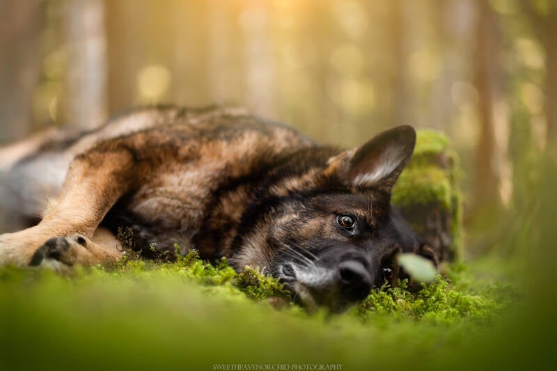 Animaux de compagnie Photographe animalière Valais chiens 