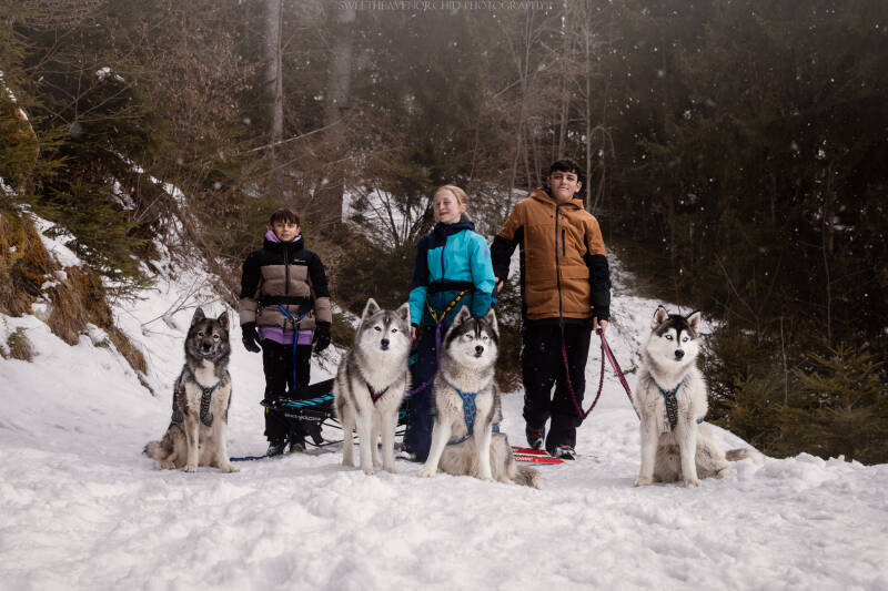 Animaux de compagnie Photographe animalière Valais chiens 