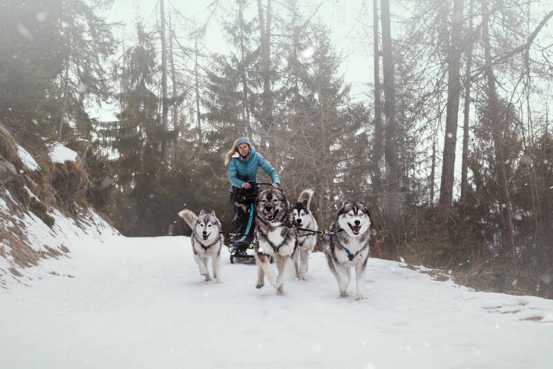 Animaux de compagnie Photographe animalière Valais chiens 
