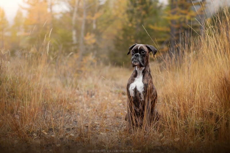 Animaux de compagnie Photographe animalière Valais chiens 