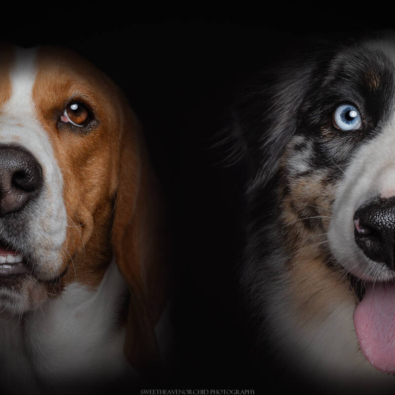 photographe suisse yeux, photographe valais yeux, photographe valais suisse yeux animaux chien, séance photo studio, séance photo valais, photographe canine