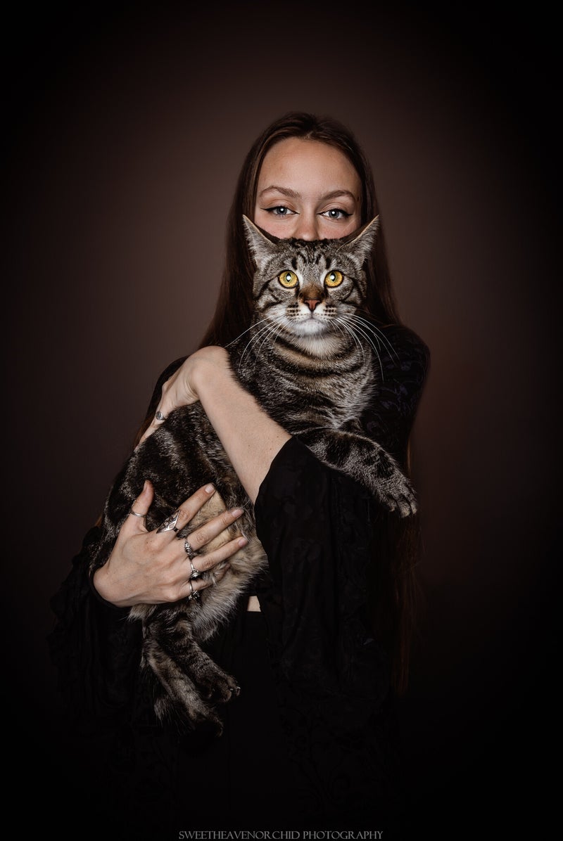 chats, chats tigré suisse, photographe félin, photographe animalière valais, photographe animaux suisse, photographe chat, photographie féline, photo chat studio