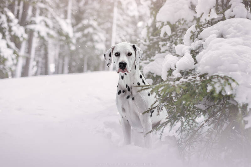 Animaux de compagnie Photographe animalière Valais chiens 