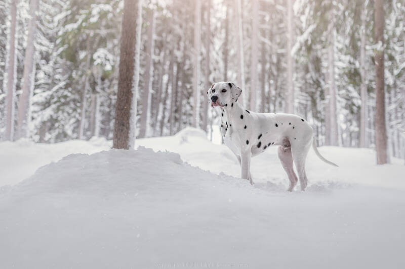 Animaux de compagnie Photographe animalière Valais chiens 