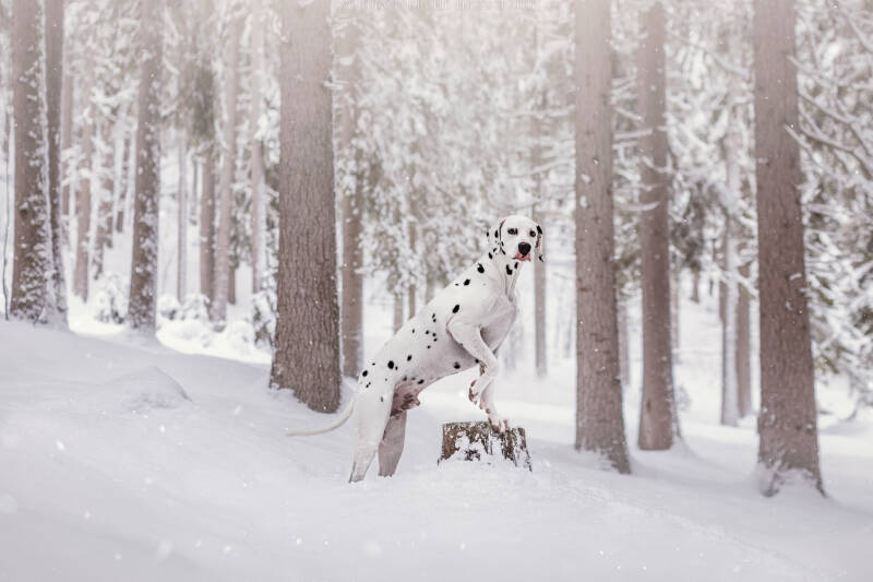 Animaux de compagnie Photographe animalière Valais chiens 