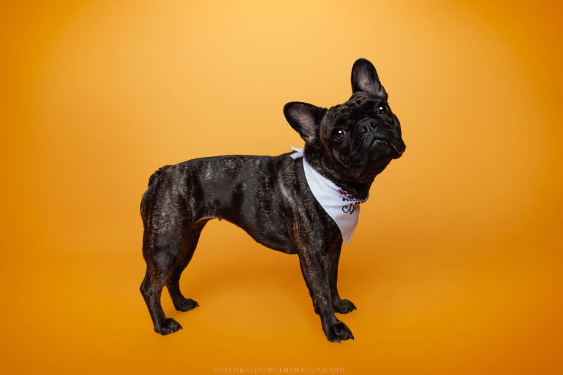 Animaux de compagnie Photographe animalière Valais chiens 