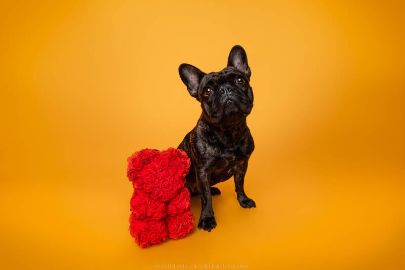 Animaux de compagnie Photographe animalière Valais chiens 