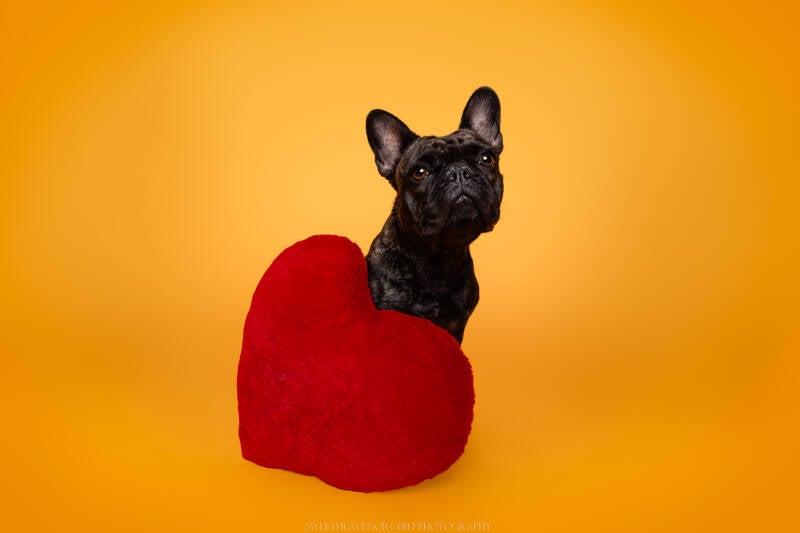 Animaux de compagnie Photographe animalière Valais chiens 