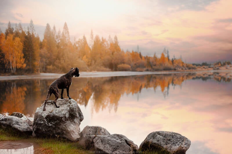 boxer, boxer valais, boxer suisse, boxer séance photo chien valais, séance photo animalier suisse, formation photo animalière