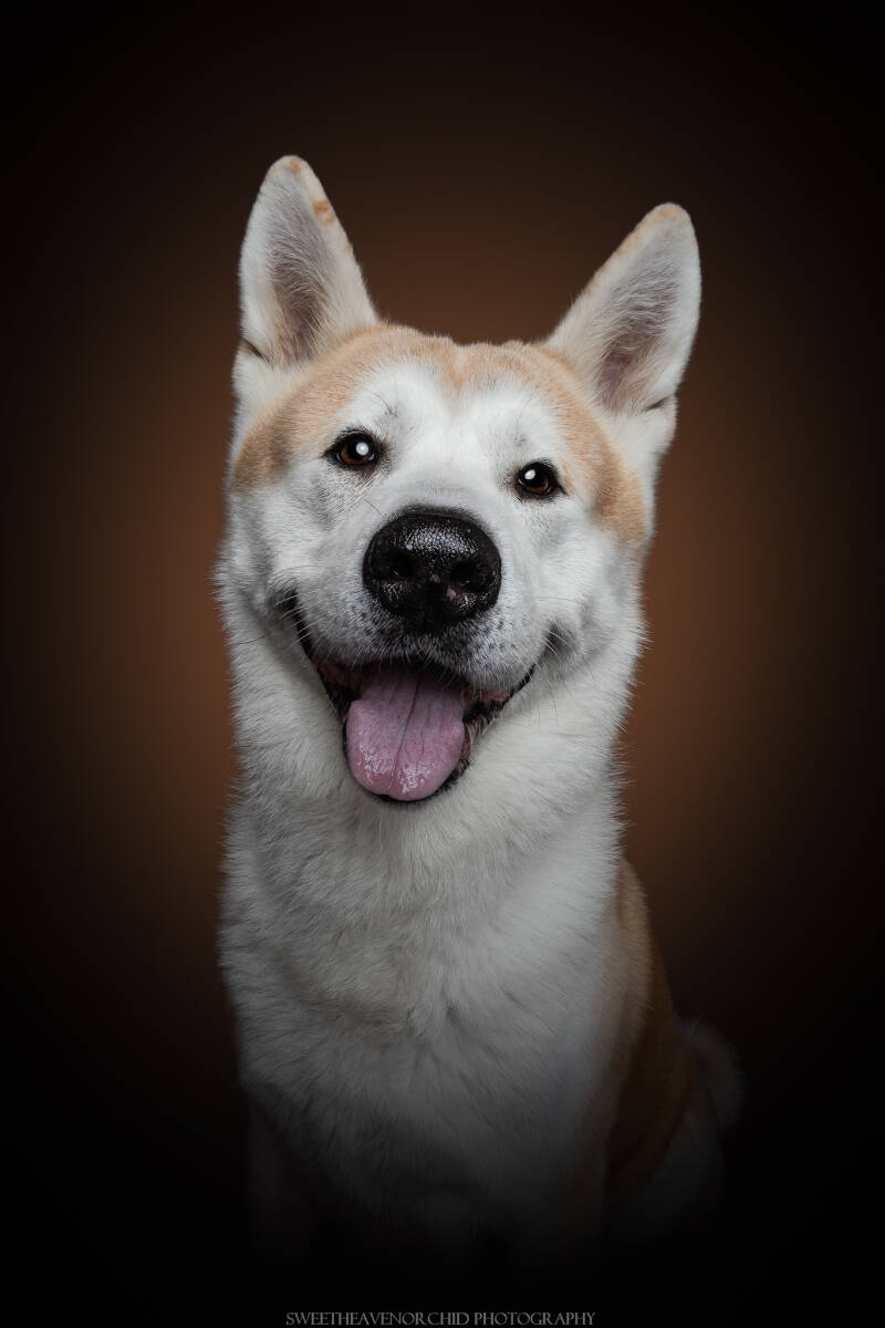Animaux de compagnie Photographe animalière Valais chiens