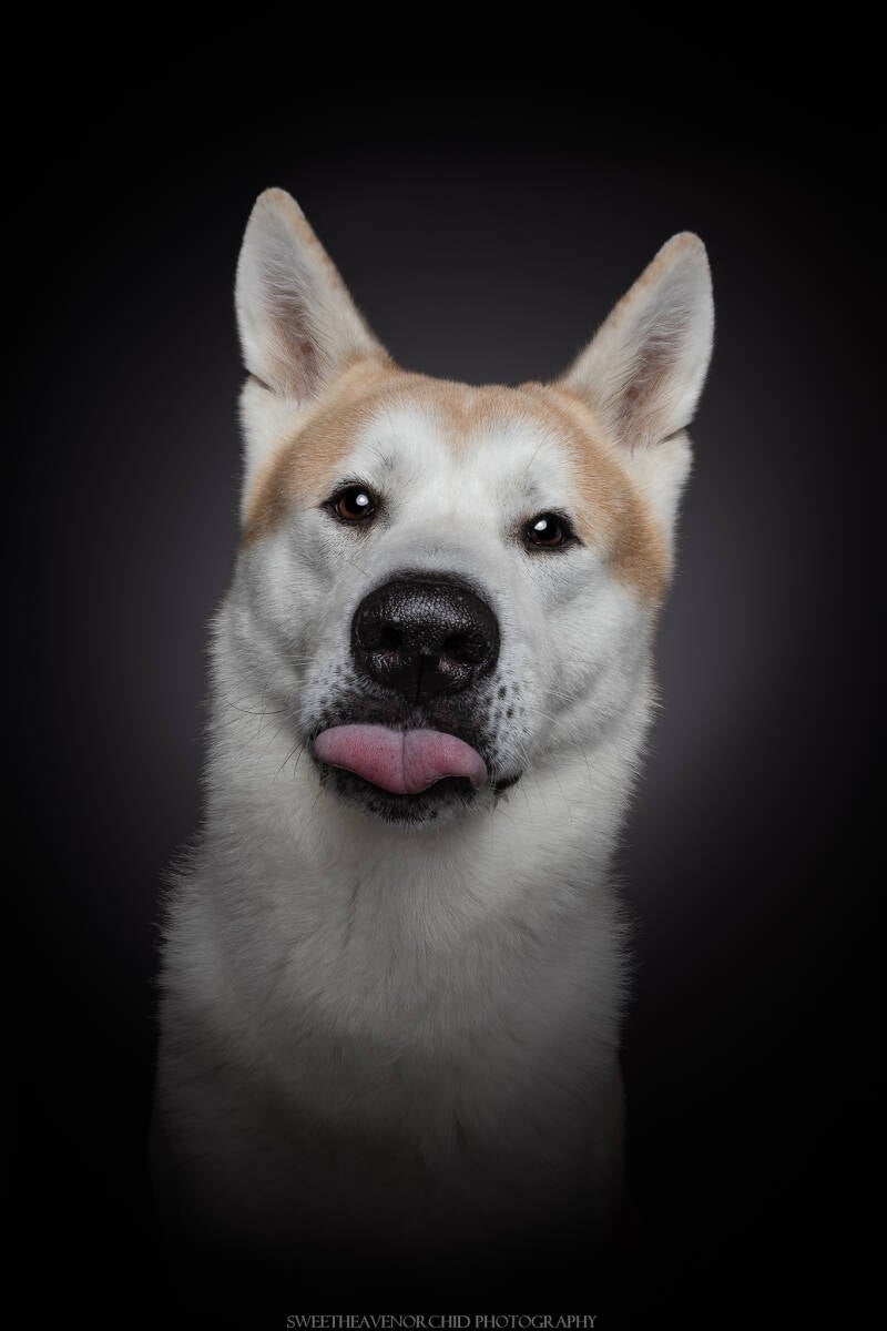 Animaux de compagnie Photographe animalière Valais chiens