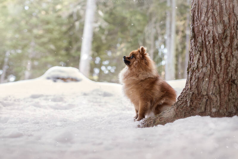Animaux de compagnie Photographe animalière Valais chiens 