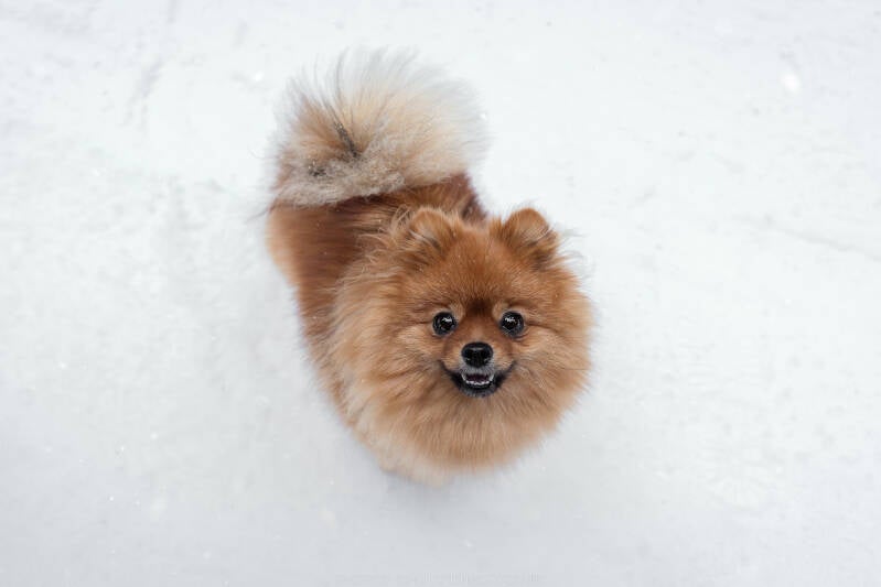 Animaux de compagnie Photographe animalière Valais chiens 