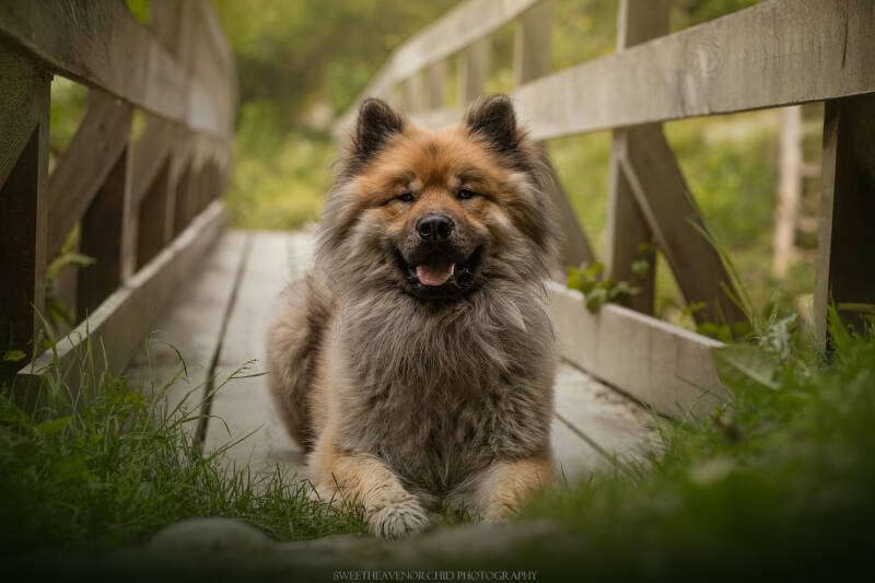 Animaux de compagnie Photographe animalière Valais chiens 