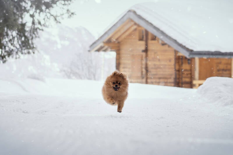 Animaux de compagnie Photographe animalière Valais chiens 