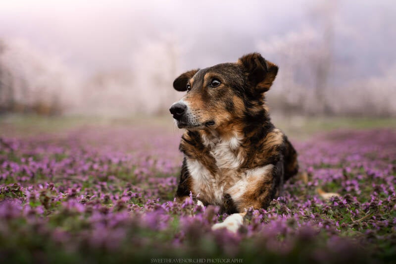 Animaux de compagnie Photographe animalière Valais chiens 