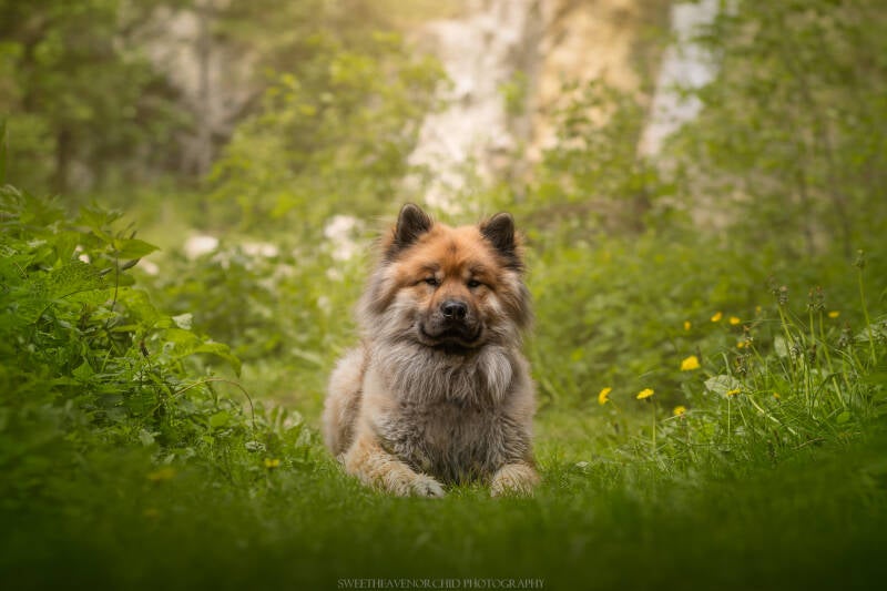 Animaux de compagnie Photographe animalière Valais chiens 