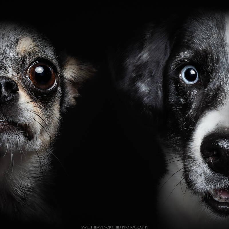 Animaux de compagnie Photographe animalière Valais chiens