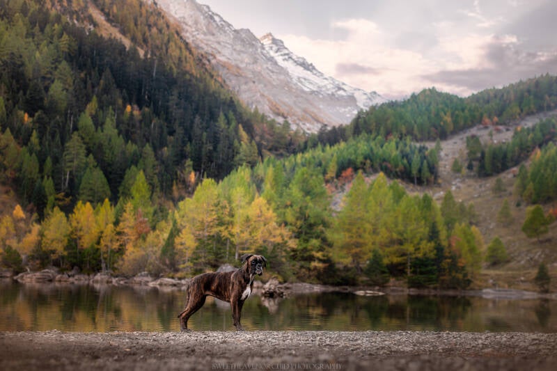 Animaux de compagnie Photographe animalière Valais chiens 