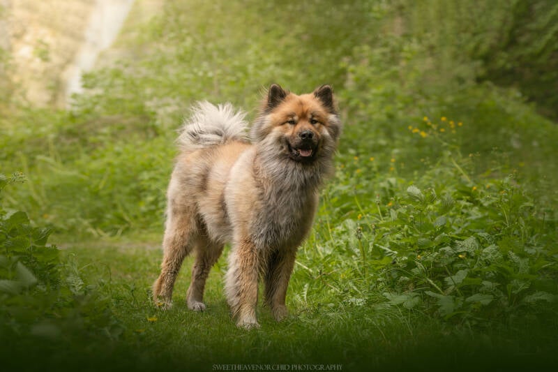 Animaux de compagnie Photographe animalière Valais chiens 