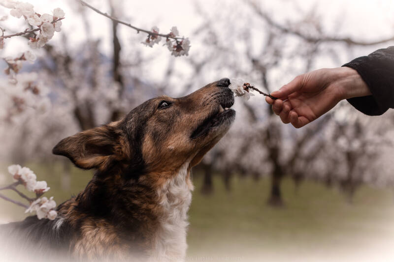 Animaux de compagnie Photographe animalière Valais chiens 