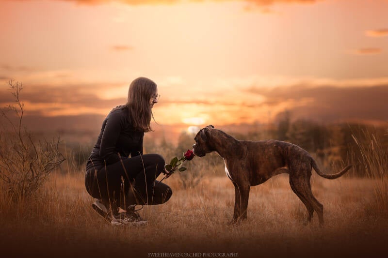 Animaux de compagnie Photographe animalière Valais chiens 
