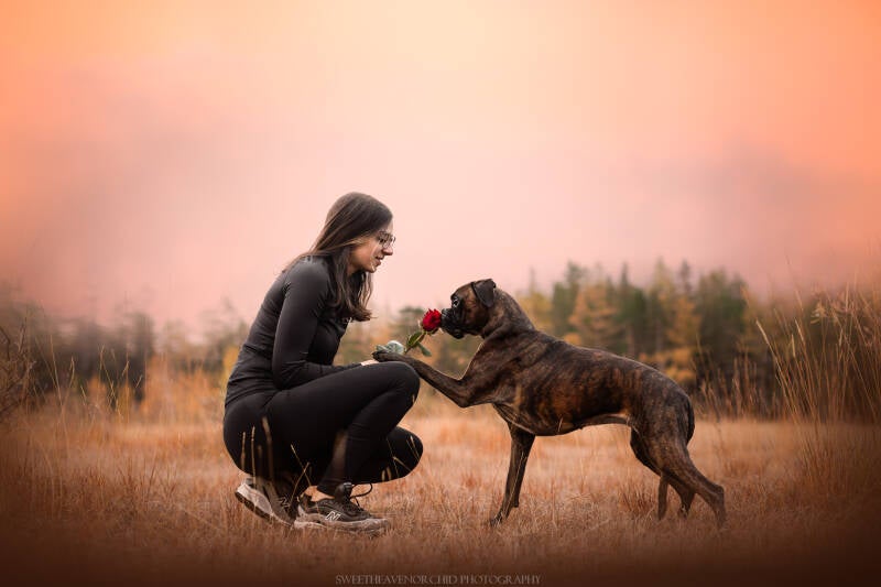 Animaux de compagnie Photographe animalière Valais chiens 