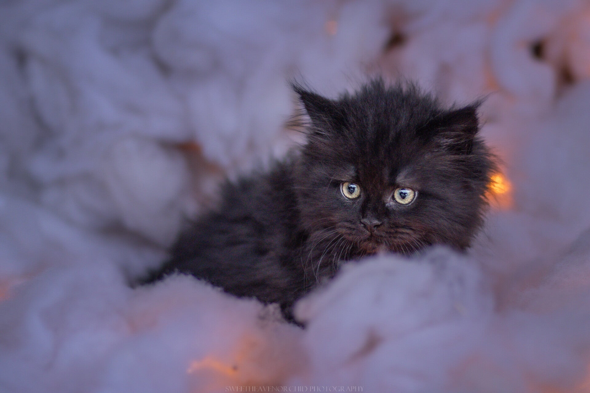 chatons valais séance photo photographie animalière chats