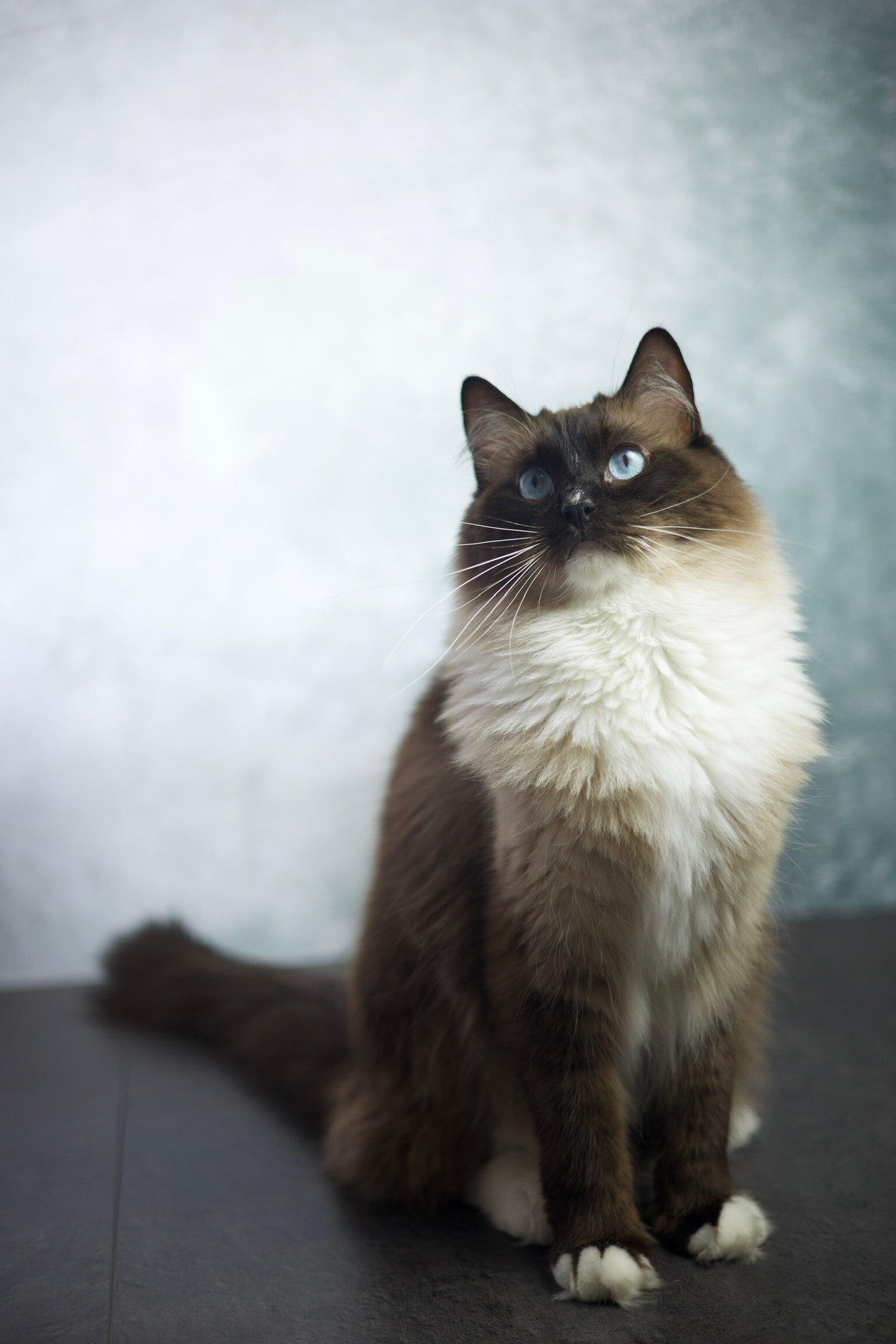 chat, siamois, photographe suisse, photographe valais, photographe animalière, chat siamois