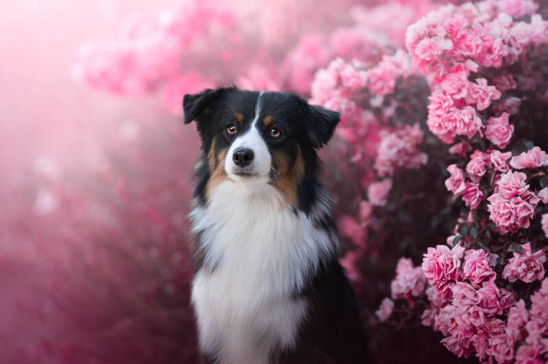 Berger australien, retouches photo, formation photo suisse, formation photoshop, formation photo valais, Photographe animalière Valais Séance photo Chiens Animaux de compagnie
