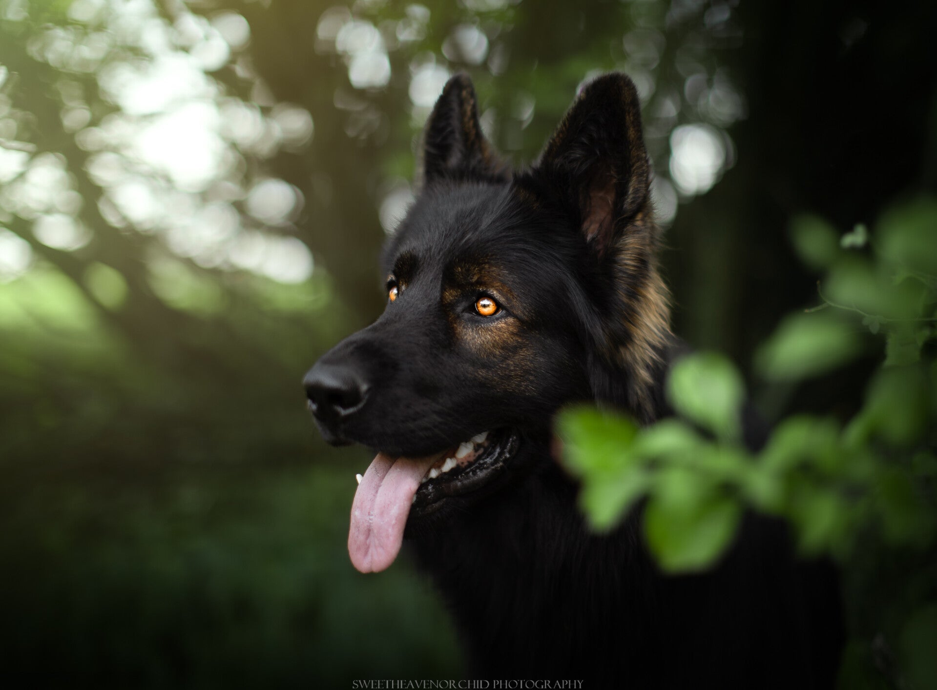 Berger australien Photographe animalière Valais Séance photo Chiens Animaux de compagnieberger