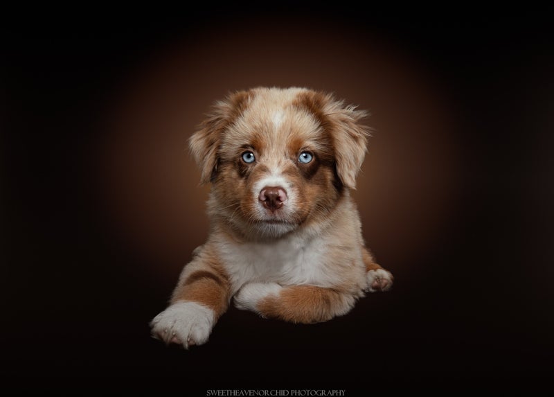 Berger australien Photographe animalière Valais Séance photo Chiens Animaux de compagnie