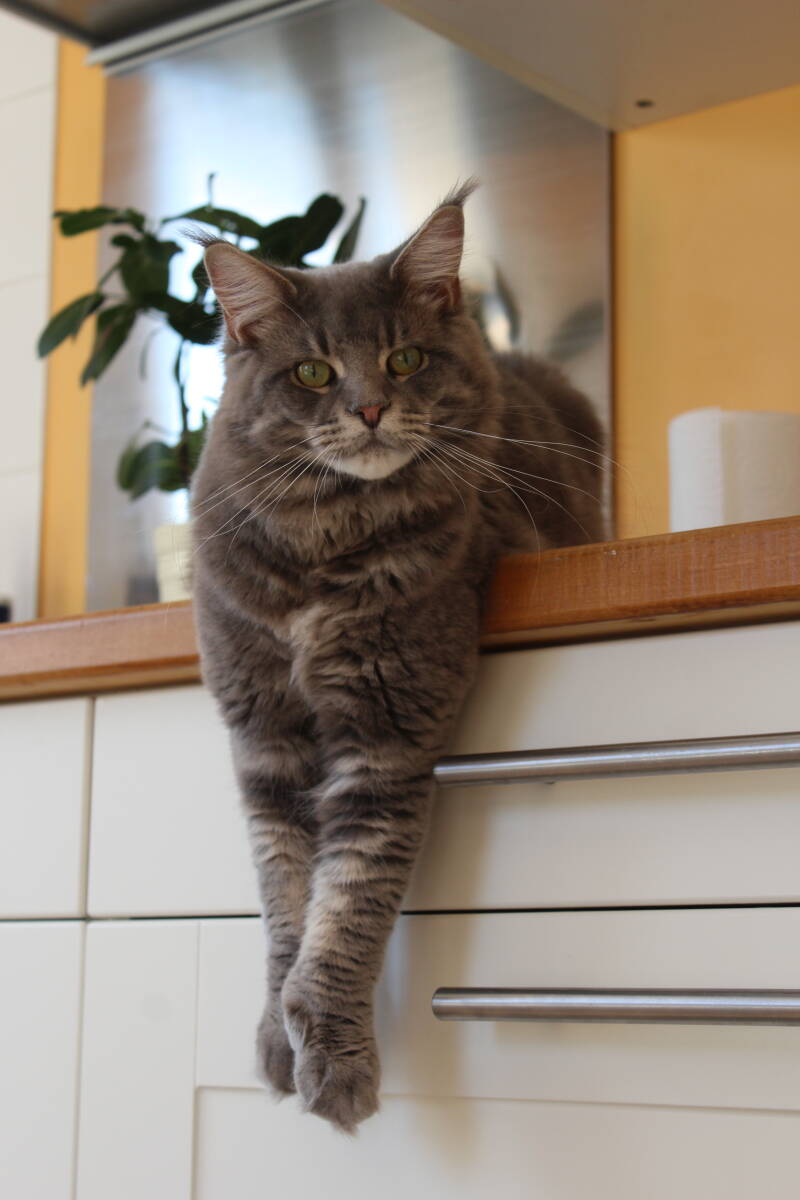chat, main coon, valais photographe animalière shooting séance photo