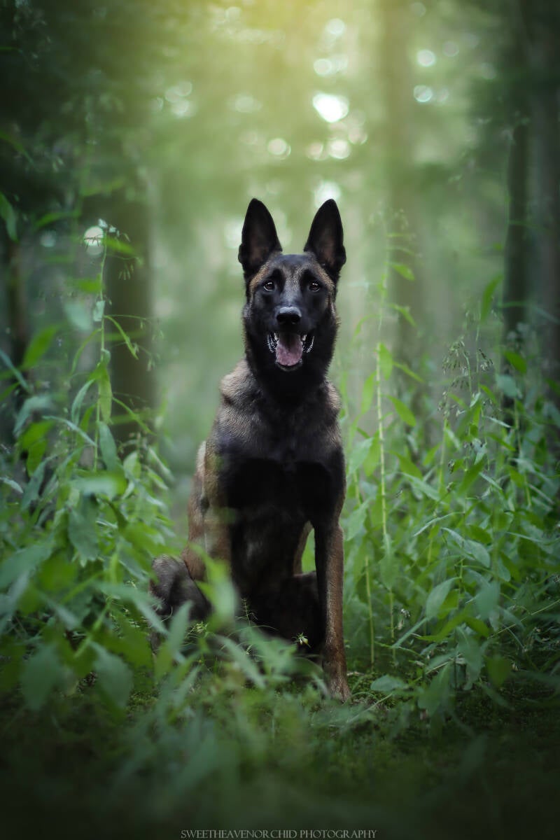 Animaux de compagnie Photographe animalière Valais chiens