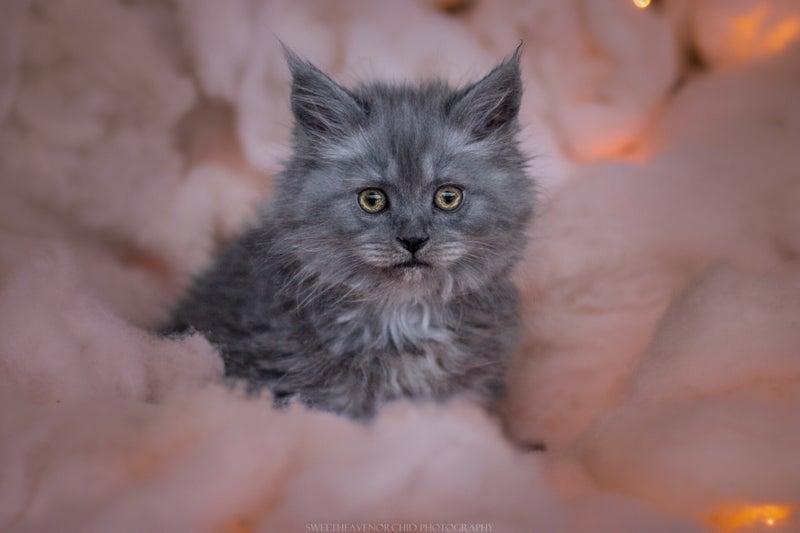 chatons, chats, sacré de birmanie, chat siamois poils longs, valais séance photo photographie animalière chats