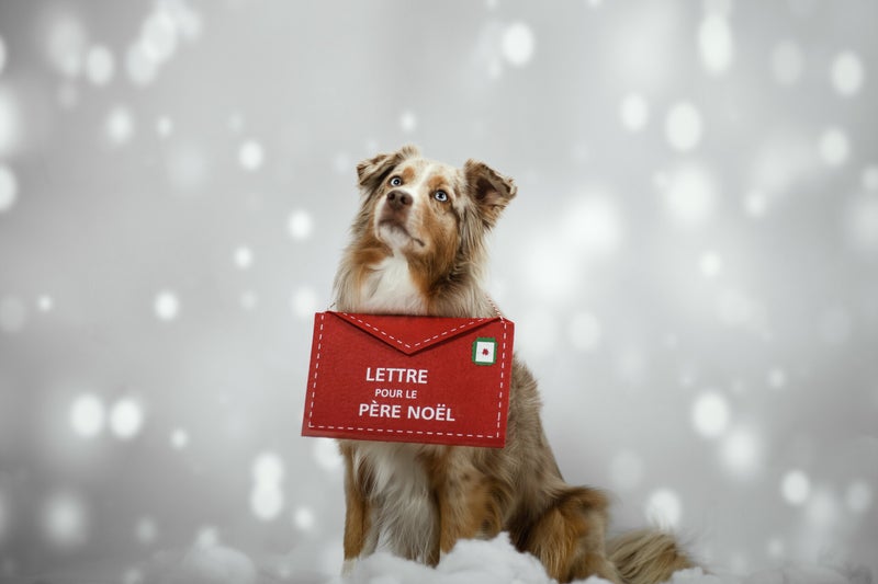 Berger australien Photographe animalière Valais Séance photo Chiens Animaux de compagnie