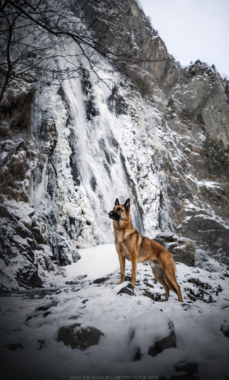 Berger allemand, photographe suisse, photographe valais, berger allemand valais, Photographe animalier