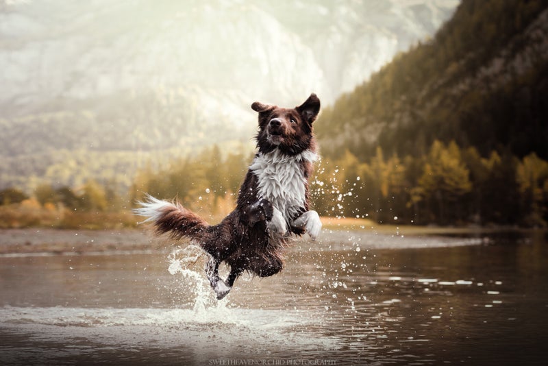 border collie valais, border collie suisse, formation photo, formation photo suisse, pissevache, cascade suisse, cascade pissevache, workshop audrey bellot, photographe suisse, photographe valais, photographe animalier, photographe canin suisse, photograp